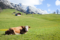 vache ferme